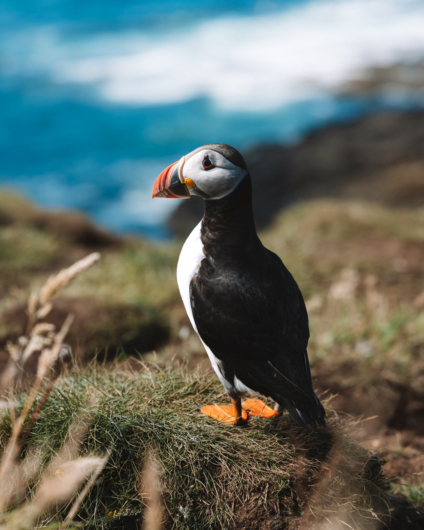 Puffin Paradise Print