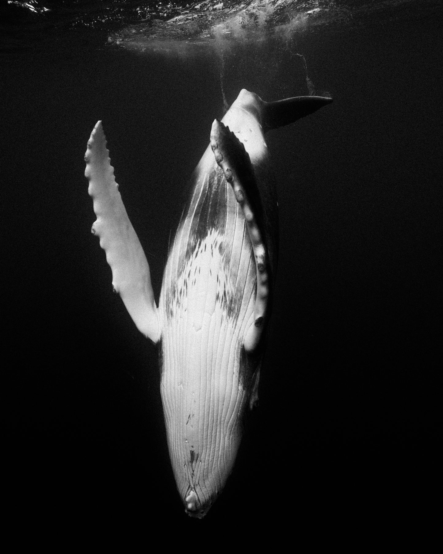 Deep Diver Print