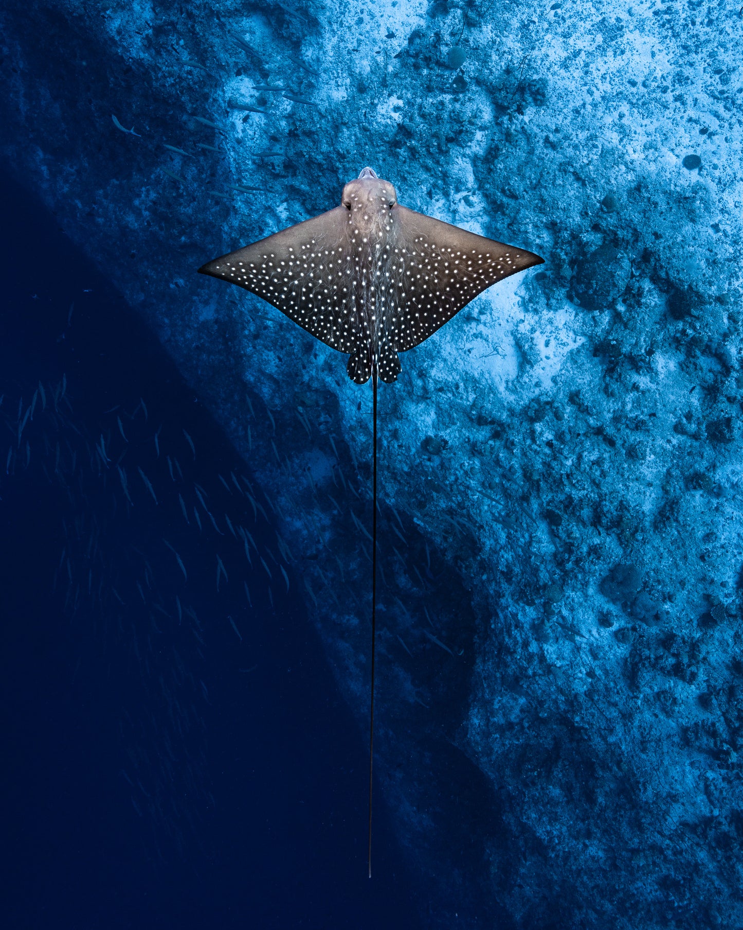 Maldives Ray Print
