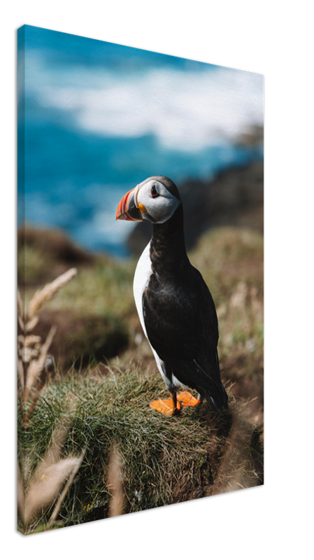 Puffin Paradise Print