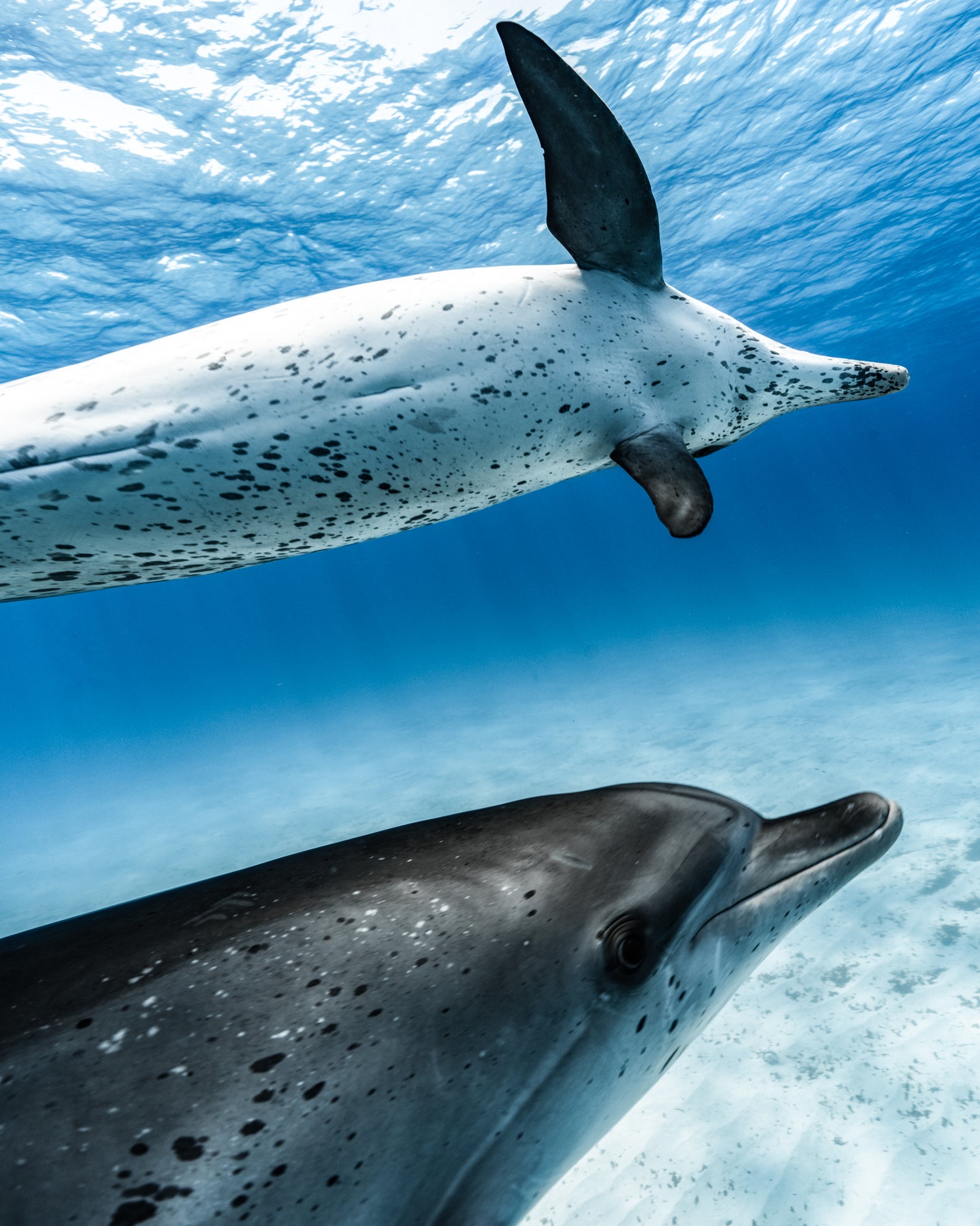 Ocean Surfer Print