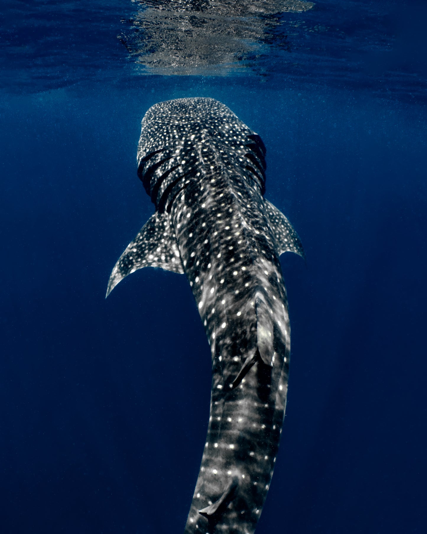 Giant of the Deep Metal Print