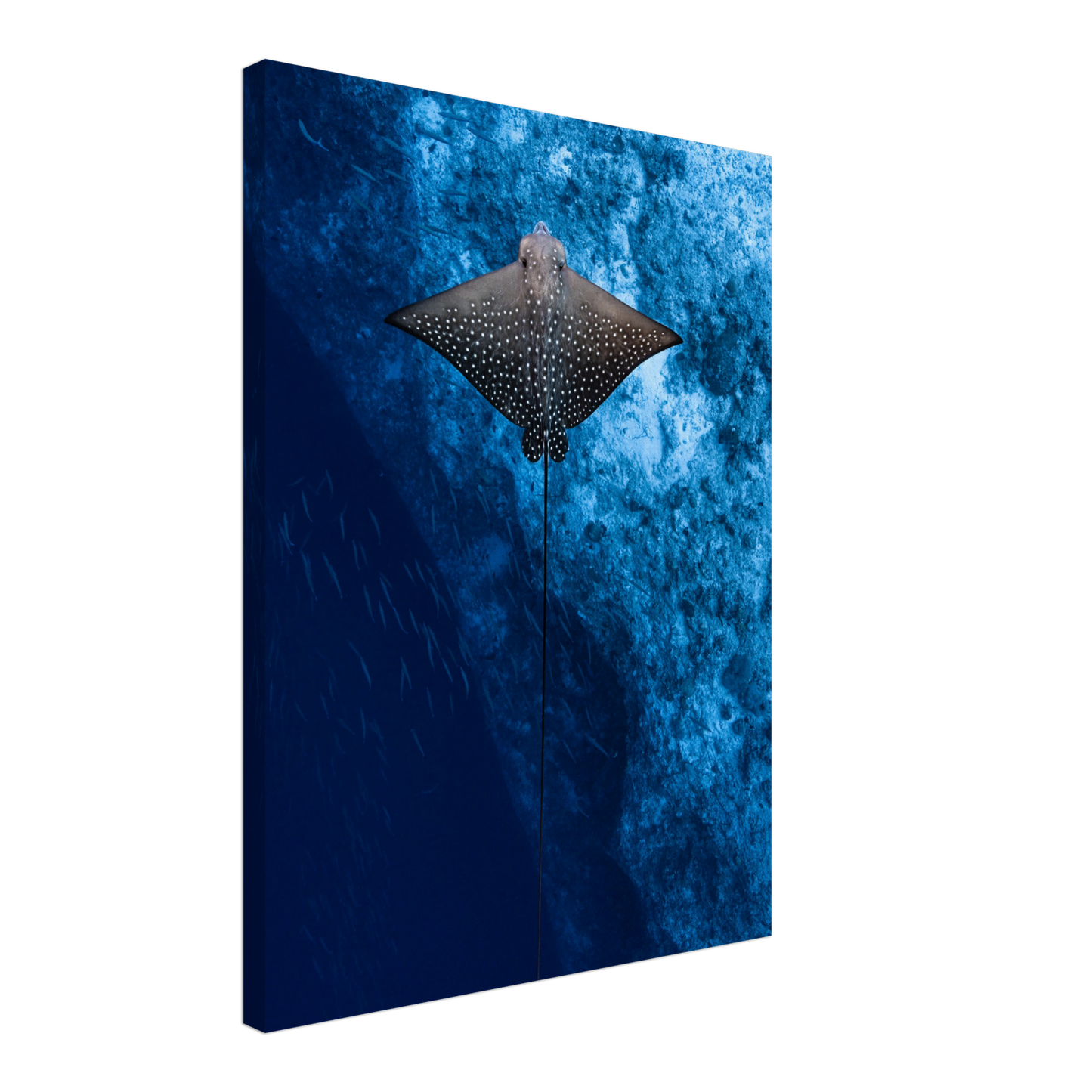 Maldives Ray Canvas