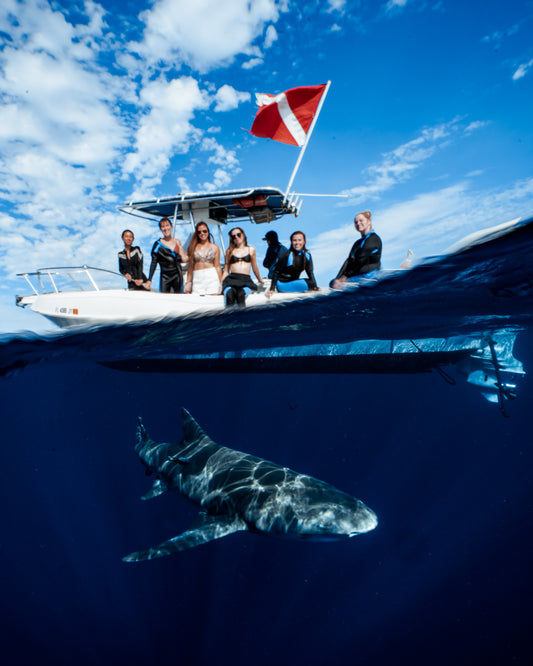 Calypso Shark Diving Photo Package